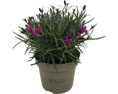 Krukväxtnejlika med gröna blad och lila blommor i kruka