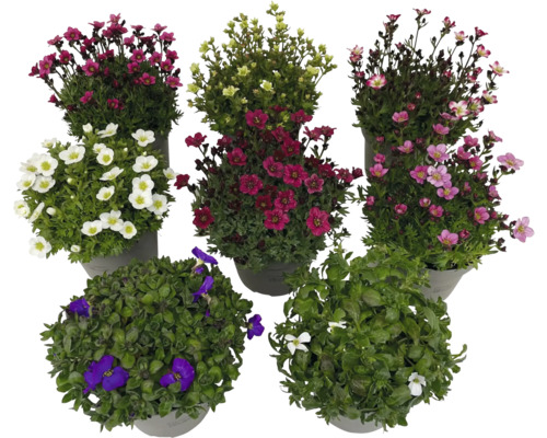Olika blommande stenpartiväxter i kruka