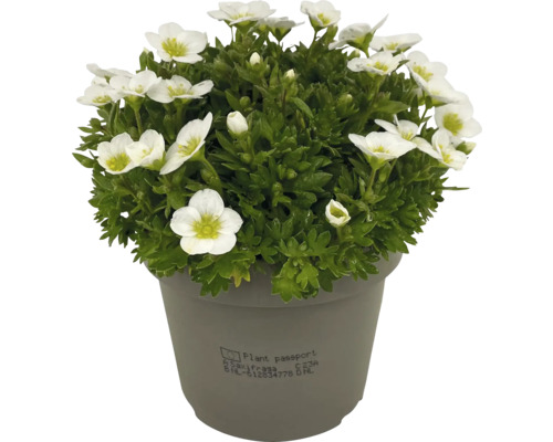 Blomkudde Saxifraga i kruka