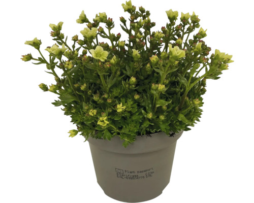 Saxifraga i en kruka