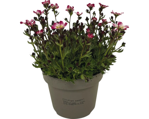 Saxifraga i kruka