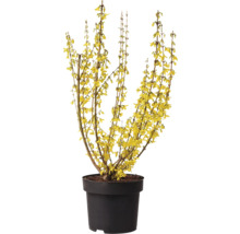 Forsythia i kruka med gula blommor.