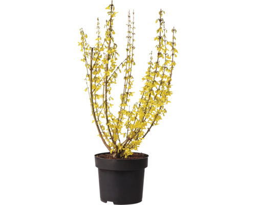Forsythia i kruka med gula blommor.