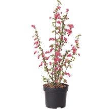 Blodvinbär i kruka med röda blommor och gröna blad