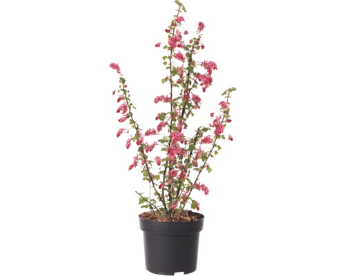 Blodvinbär i kruka med röda blommor och gröna blad
