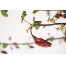 Blommande prydnadsbuske med röda blommor och gröna blad.
