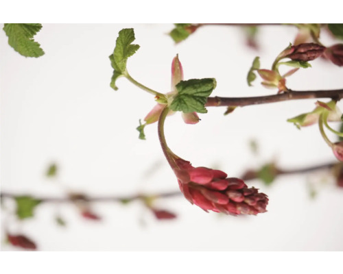 Blommande prydnadsbuske med röda blommor och gröna blad.