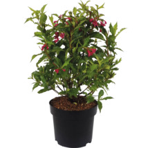 Blommande Weigelia i kruka