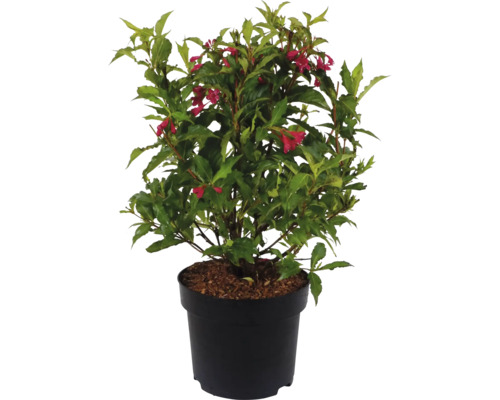Blommande Weigelia i kruka