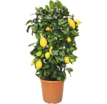 Citron träd i kruka med frukt och gröna blad
