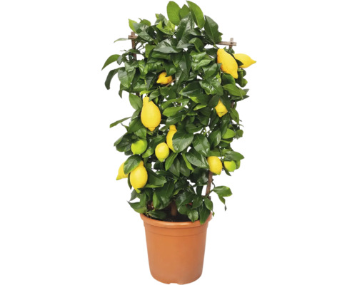 Citron FLORASELF Citrus 'Limon' ca 50cm krukstorlek Ø21cm