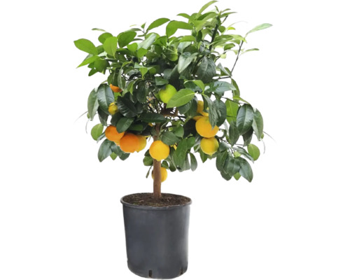 Röd lime stammad FLORASELF Citrus Lima rossa ca 50cm krukstorlek Ø21cm