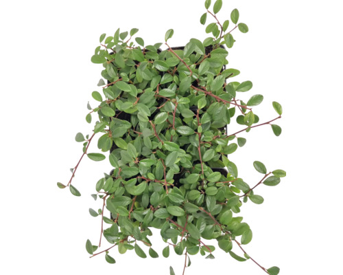 Dvärgmispel FLORASELF Cotoneaster dammeri radicans 6-pack