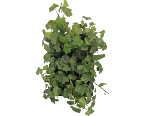 Murgröna krukväxt med gröna blad