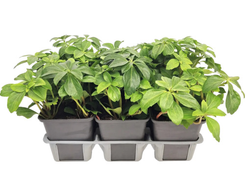 Tre japanska Pieris växter i krukor