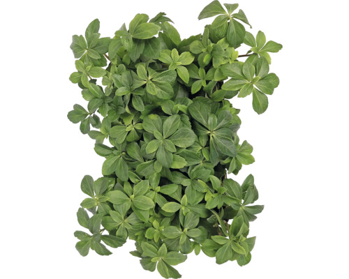 Pachysandra terminalis marktäckare med gröna blad