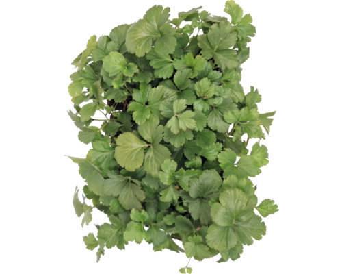 Närbild av en japansk persiljeväxt med gröna blad.