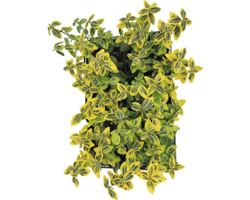 Klätterbenved FLORASELF Euonymus fortunei 'Emerald n Gold' 6-pack