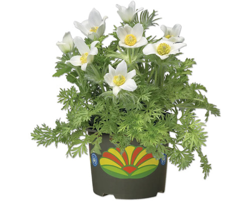 Kruka med backsippa med vita blommor och gröna blad