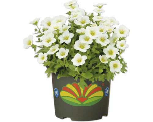 Brudslöja i kruka med vita blommor