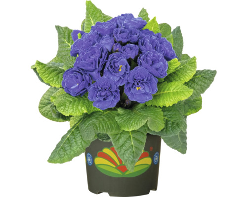 Krukväxt med violetta blommor och gröna blad i en kruka
