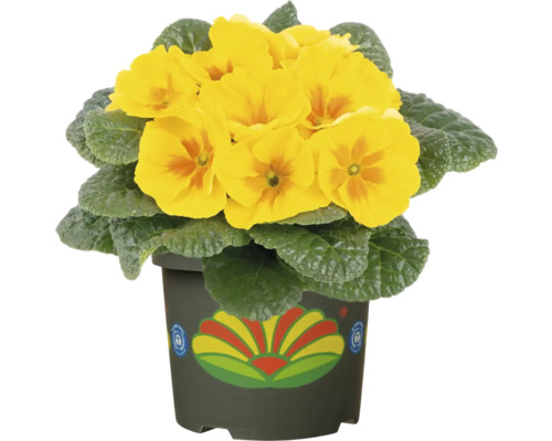 Gul primula i kruka