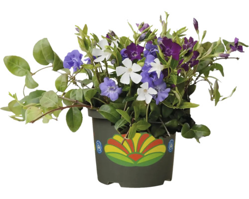 Vintergröna i kruka med blå, vita och violetta blommor