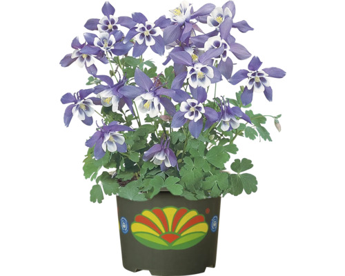Akleja planta i kruka