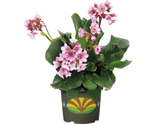 Blommande prakt i kruka: Bergenia med rosa blommor och gröna blad som krukväxt