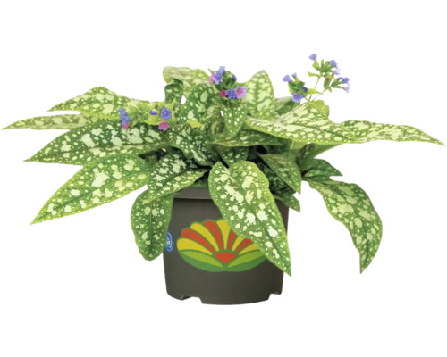 Blommande växt i kruka med fläckiga blad och små blommor