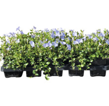 Vintergröna planteringslåda med lila blommor och gröna blad