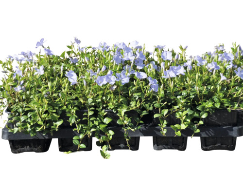 Vintergröna planteringslåda med lila blommor och gröna blad