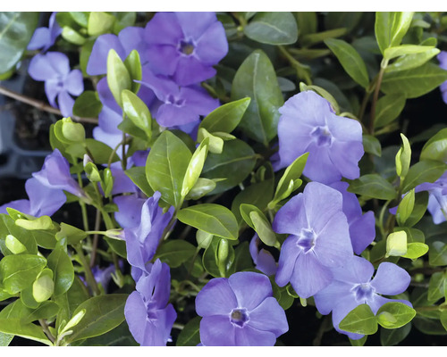 Vintergröna växt med blå blommor och gröna blad.