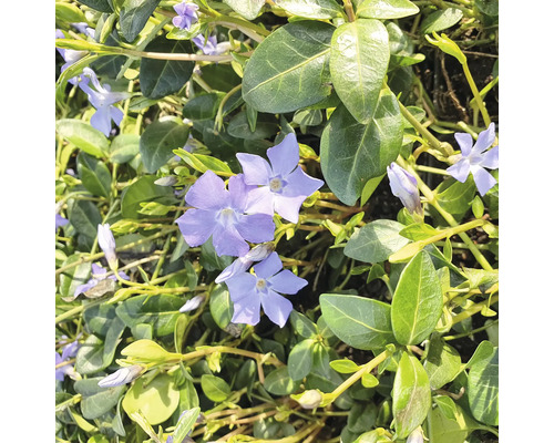 Vintergröna FLORASELF Vinca minor 6-PACK