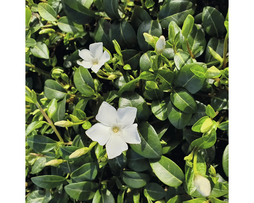 Vintergröna FLORASELF FloraSelf Vinca minor 'Alba' 6-pack