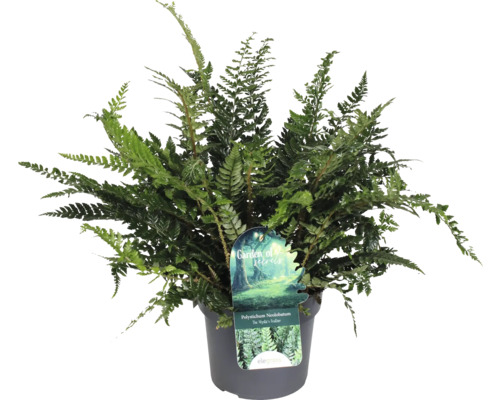 Bräken FLORASELF Polystichum neolobatum krukstorlek Ø19cm