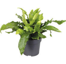 Fågelbobräken växt i kruka