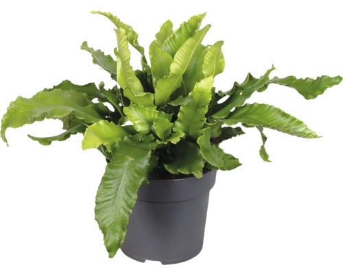 Fågelbobräken växt i kruka