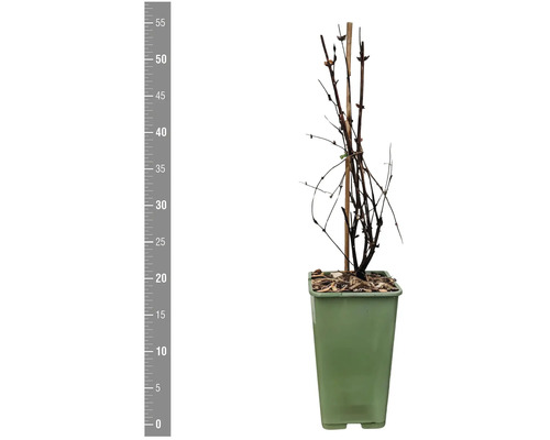 Bärbuske i kruka med stödpinne