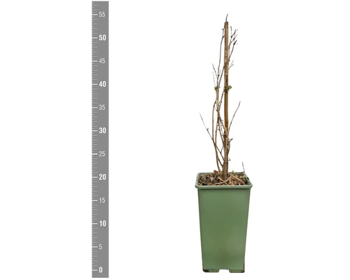 Ung planta i kruka med stödpinne