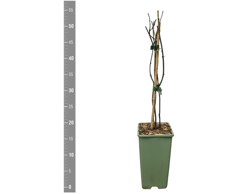 Stavformad växt med stödpinne i kruka