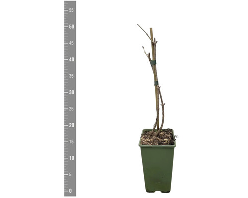 Ung planta i kruka, fäst vid en pinne, höjdangivelse till vänster