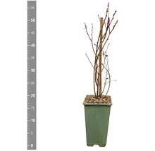 Blåbärsplanta i kruka med träpinne för stabilisering