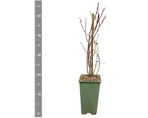 Blåbärsplanta i kruka med träpinne för stabilisering