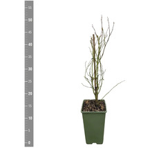 Blåbärsbuske i kruka, utan löv.