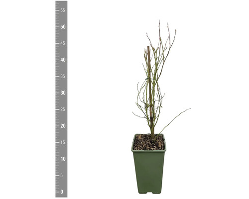 Blåbärsbuske i kruka, utan löv.