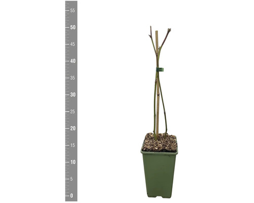 Ung planta i kruka, höjd cirka 55 cm