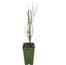 Blåbärsbuske utan blad i kruka