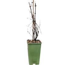 Växt med stödpinne i kruka