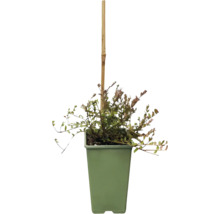 Ekologiskt tranbär FLORASELF Bio Vaccinium 'Early Black' Co 2L
